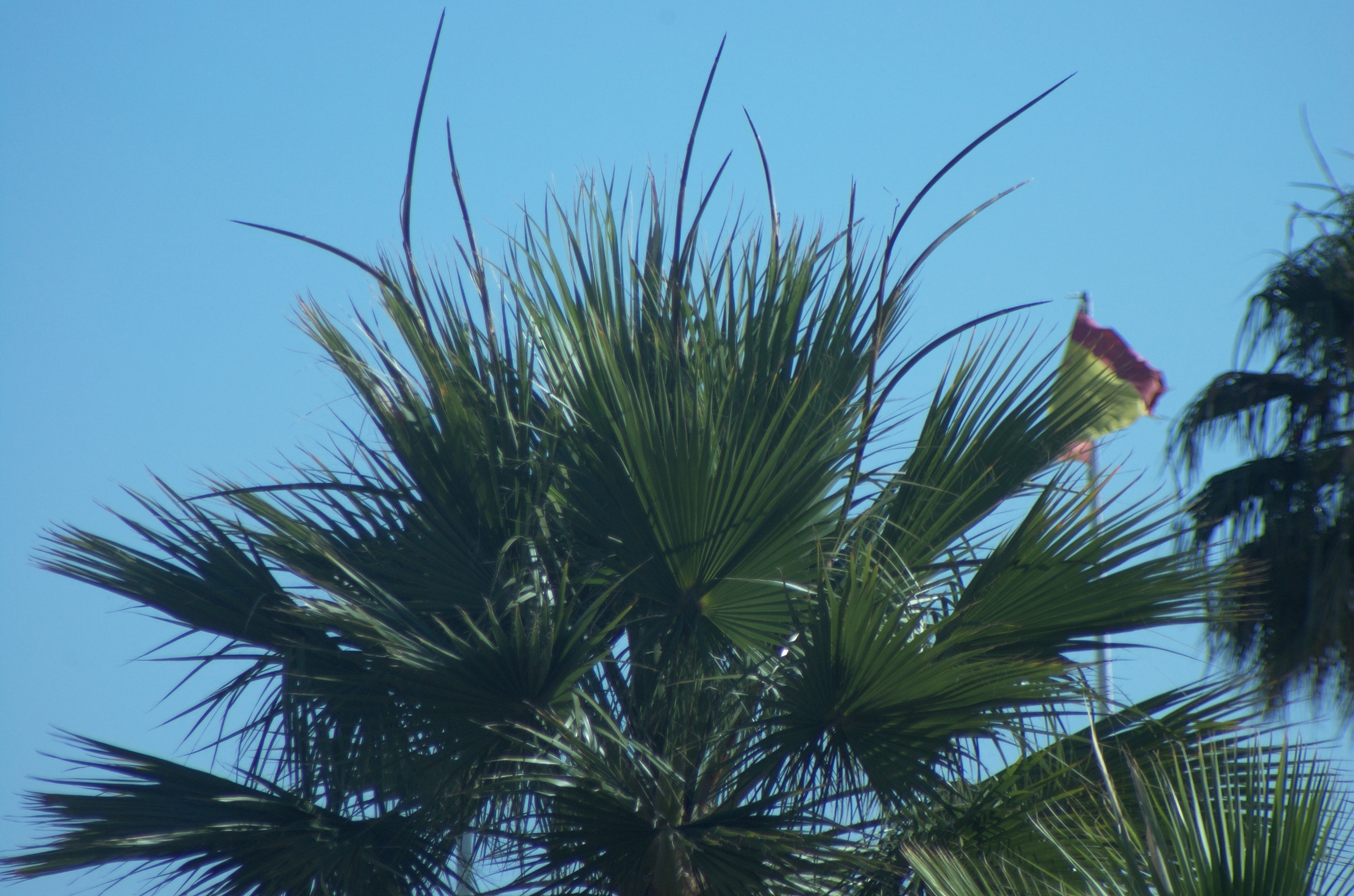 DSC_0037.jpg