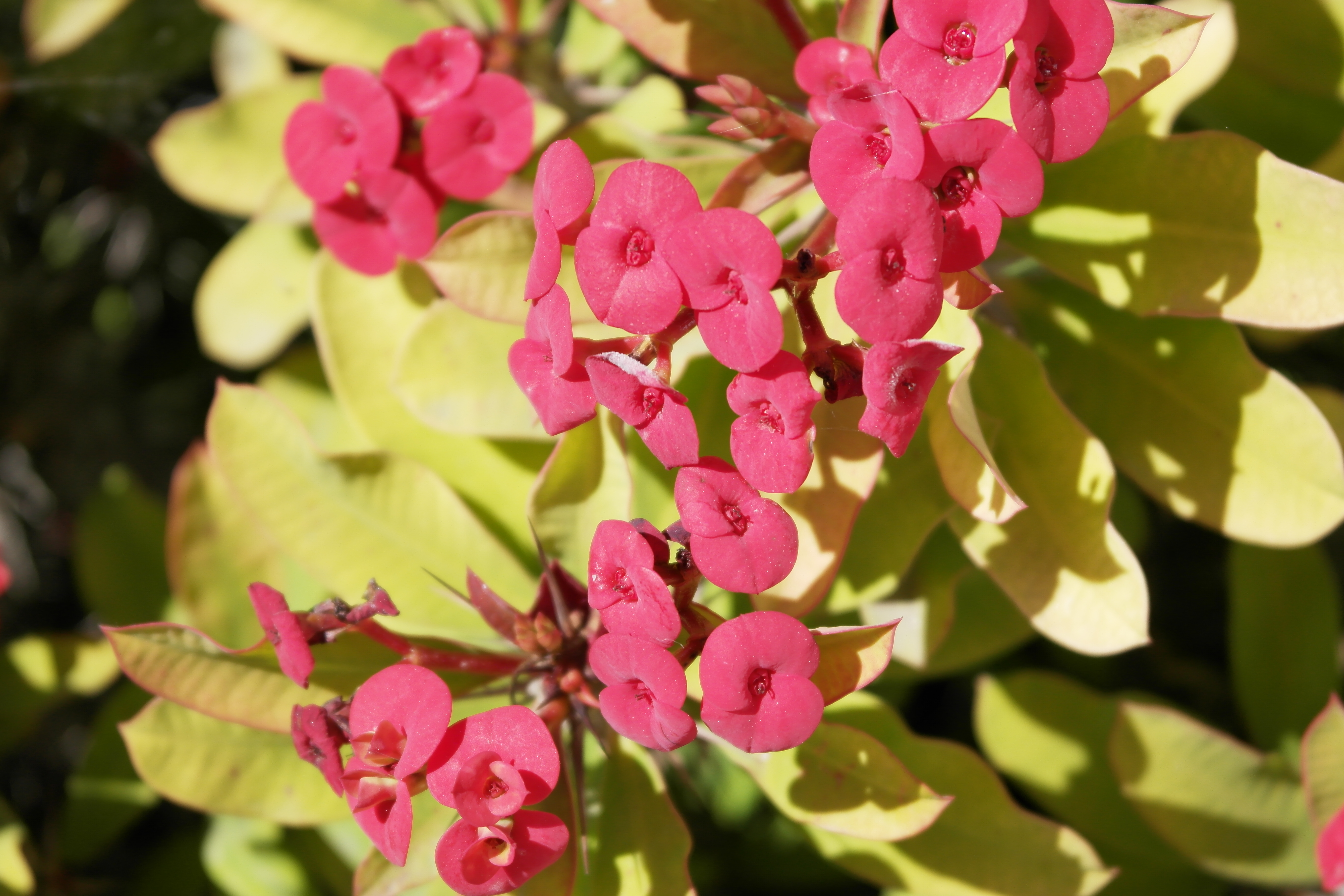 flor01.jpg